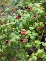 Raspberry - Black