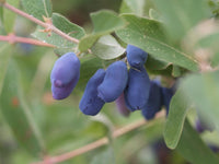 Borealis Haskap