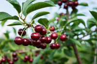 Cherry - Carmine Jewel