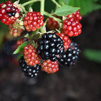 Chester Thornless Blackberry