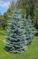 Colorado Spruce