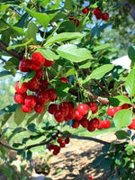 Evans Cherry
