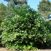 Lewis Mock Orange