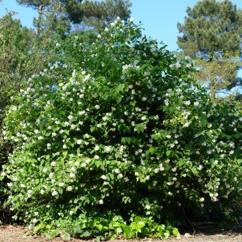 Lewis Mock Orange