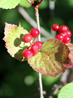 Cranberry - Lowbush