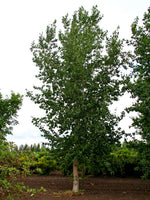 Okanese Poplar
