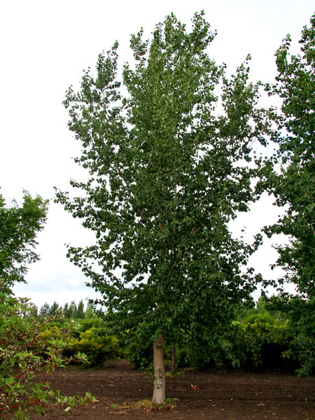 Okanese Poplar