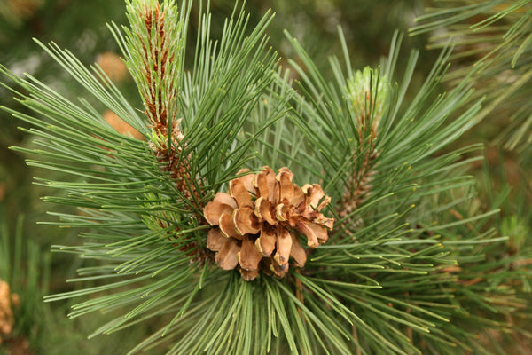 Scots Pine