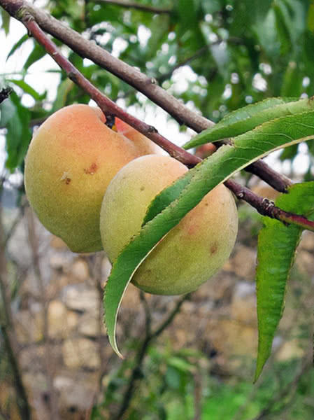 Siberian Peach