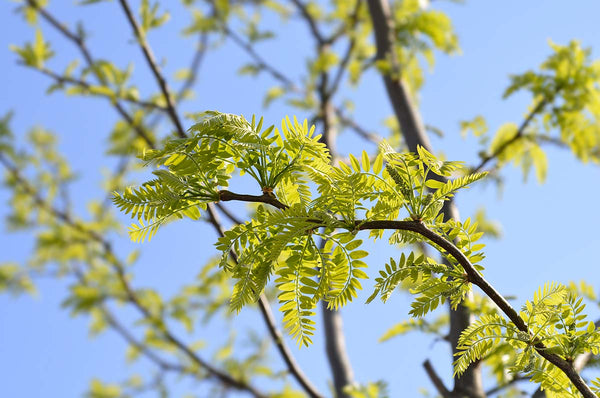 Thornless Honeylocust