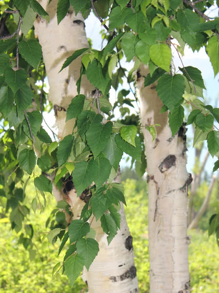 White Birch